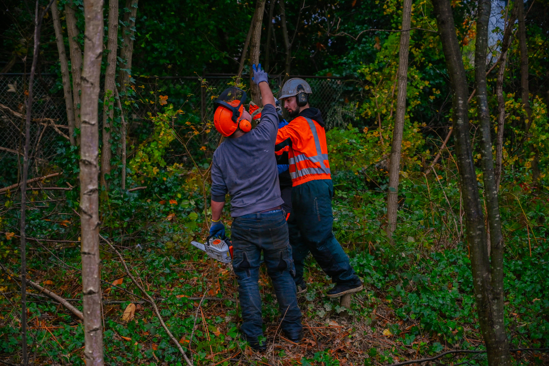 Werken als ZZP in de boomverzorging